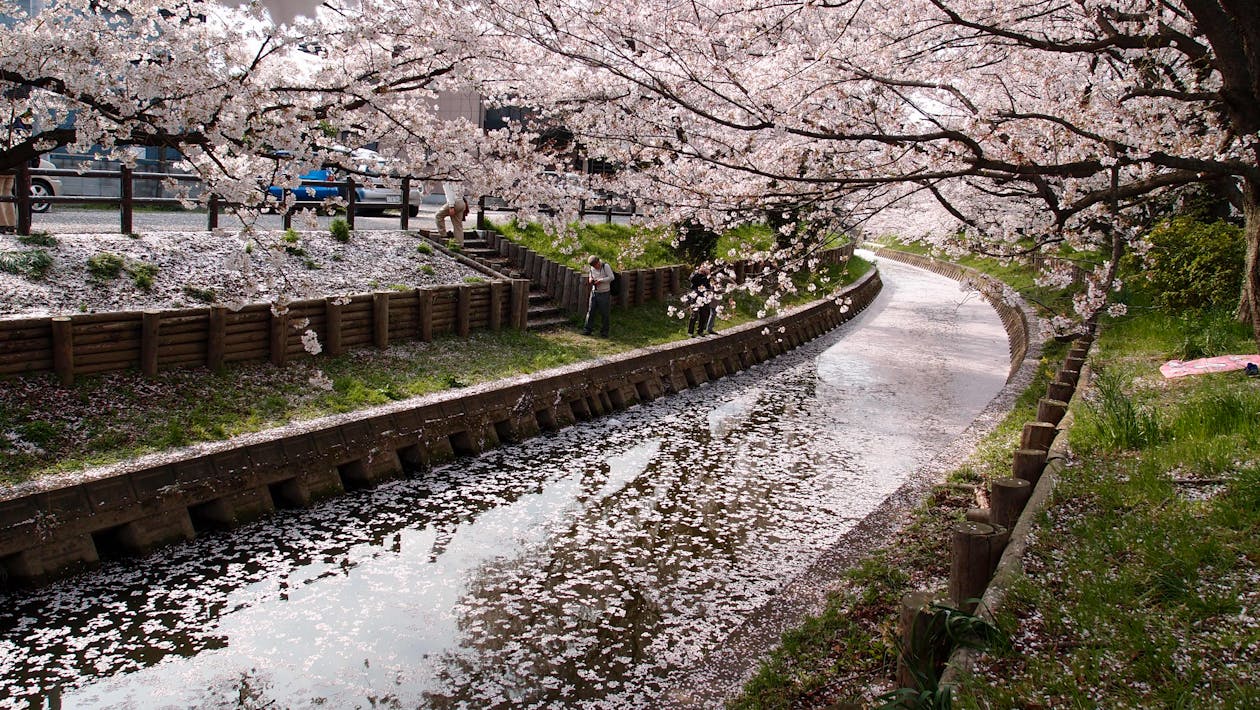 Δωρεάν στοκ φωτογραφιών με sakura, ανθίζω, άνθος