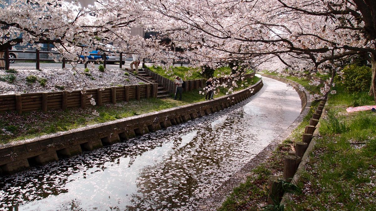 Beautiful cherry blossom trees in full bloom lining a serene waterway in Japan during spring