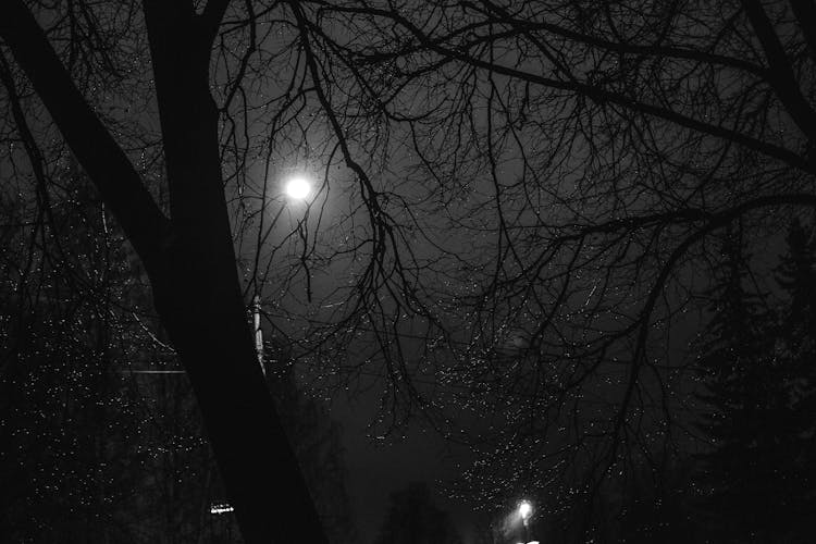 Grayscale Photo Of Leafless Trees At Night