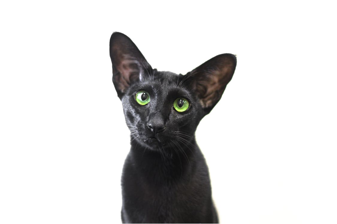 Free stock photo of big ears, black cat, cat