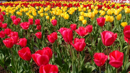 ฟรี คลังภาพถ่ายฟรี ของ ดอกทิวลิป, ดอกไม้, ธรรมชาติ คลังภาพถ่าย
