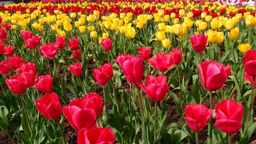 赤い花びらの花