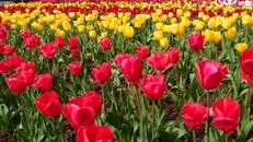 白天，花园里色彩缤纷的红色和黄色郁金香绽放