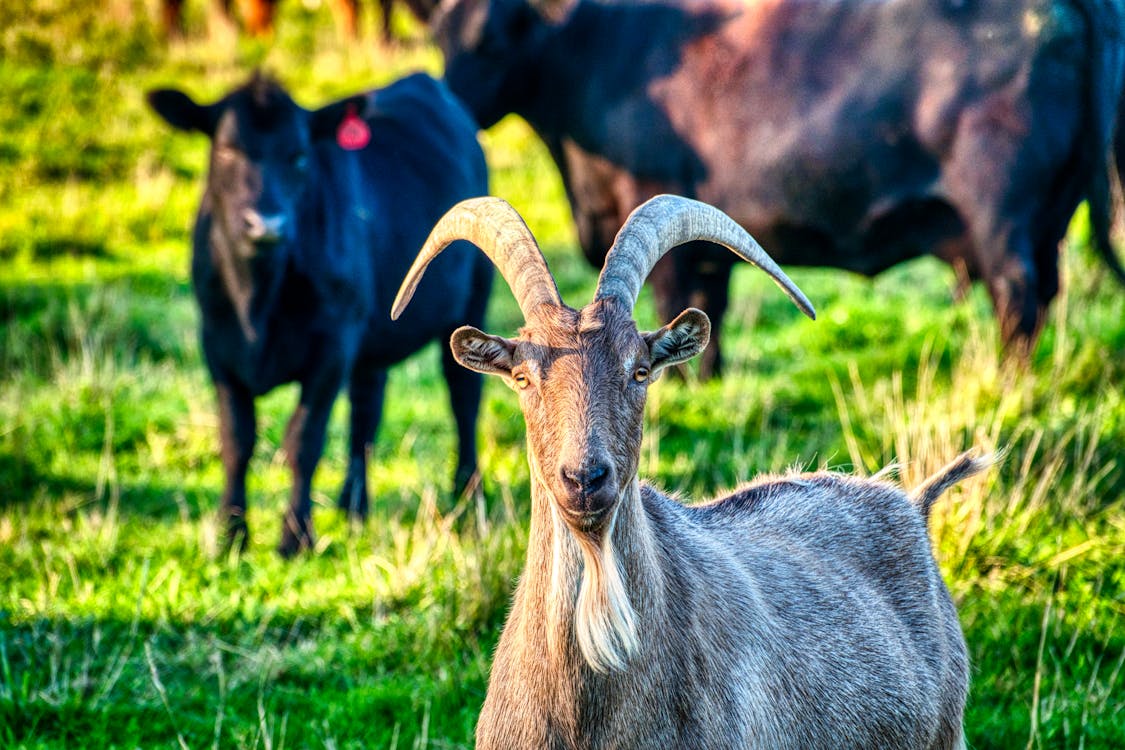 Imagine de stoc gratuită din adorabil, agricultură, animale