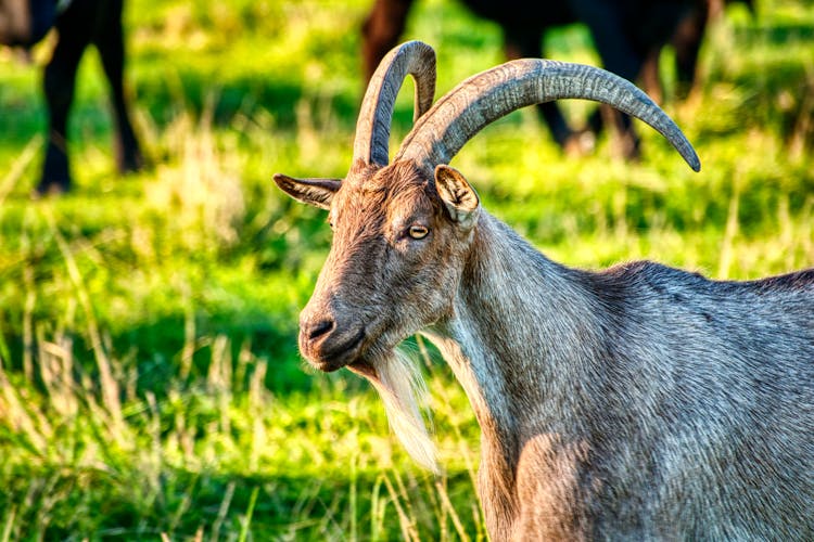 Capra Grigia On Green Grass