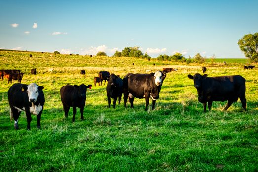 A herd of cattle grazing on a sunny pasture in Minnesota, capturing rural life and agriculture.