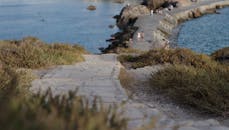 Selective Focus Photography of Green Grass Near Beach