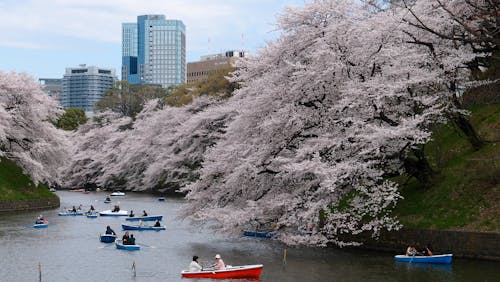 Foto stok gratis bunga sakura, kapal, sakura