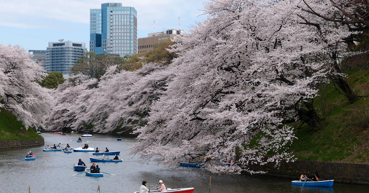 Free stock photo of boat, cherry blossom, park