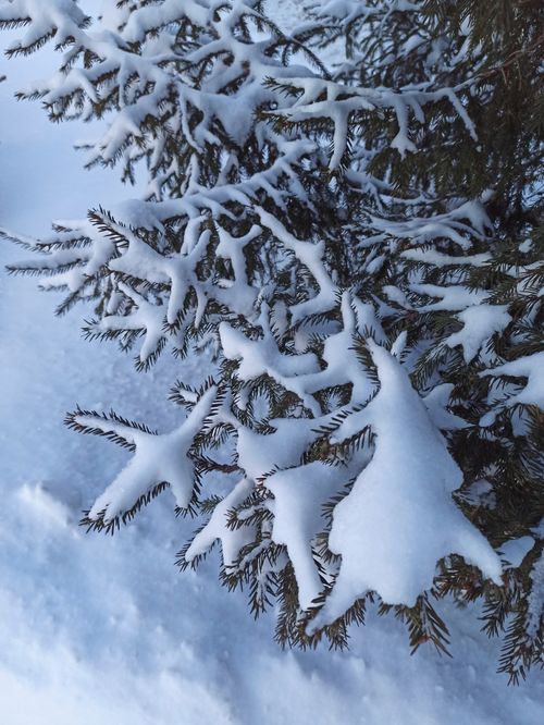 Free Close-up of snow-covered spruce branches in a Russian winter landscape, showcasing frosty beauty. Stock Photo