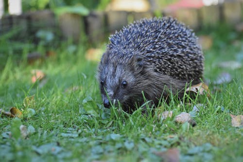 Close-Up Shot of a Hedgehog on the Grass