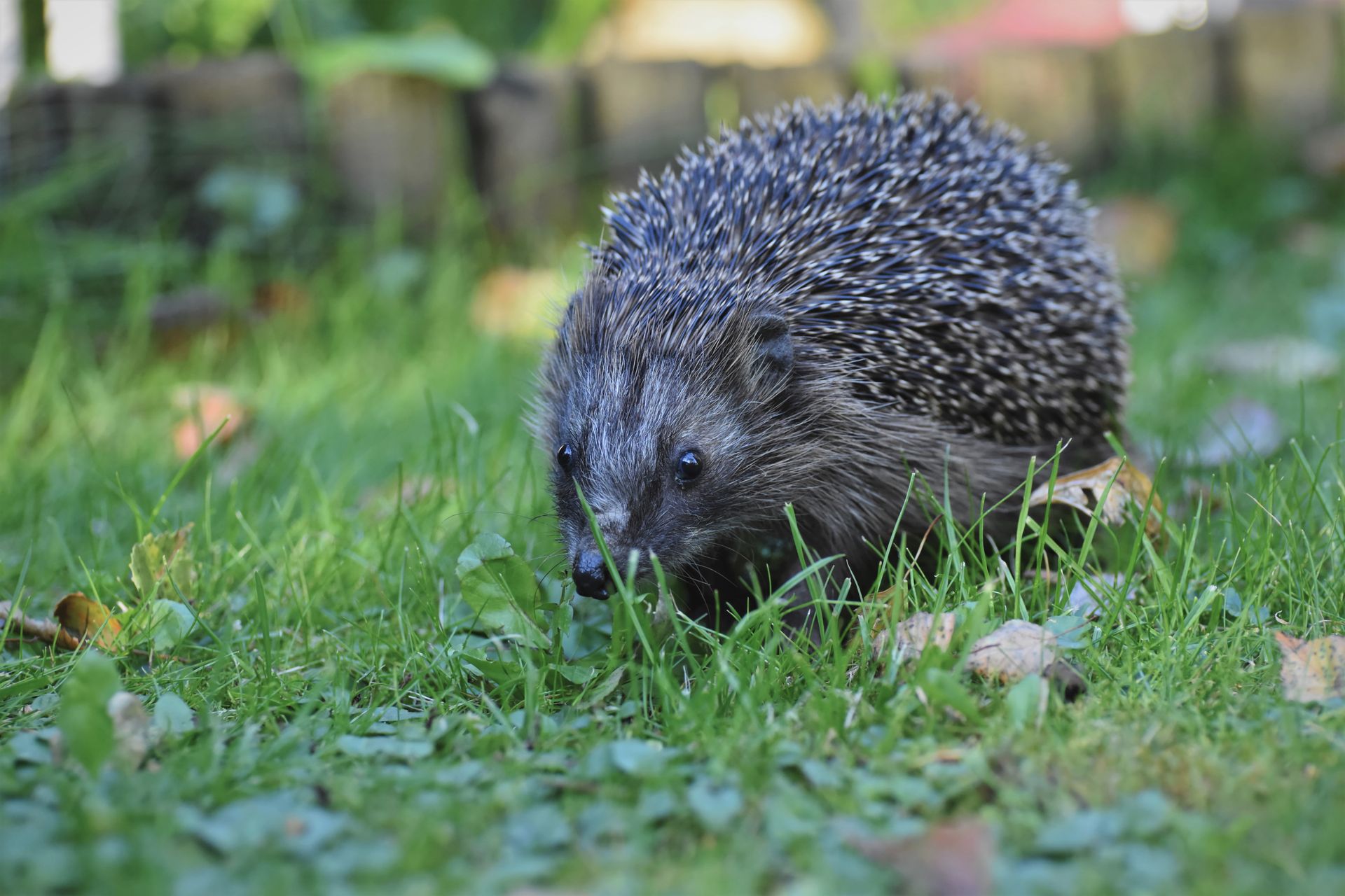 A detailed view of a hedgehog exploring the grass, showcasing its spiny coat.