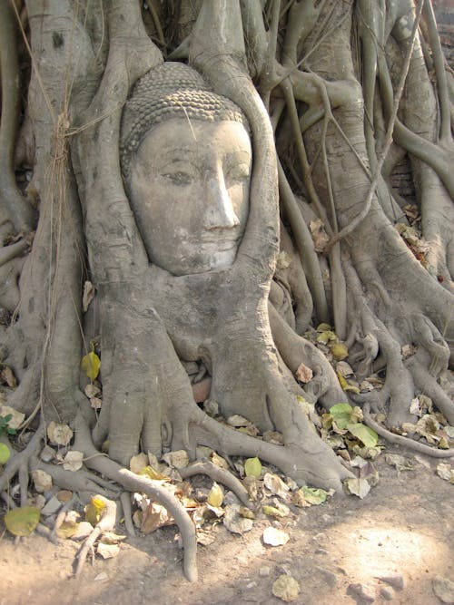 Foto stok gratis Asia, ayutthaya, Budha