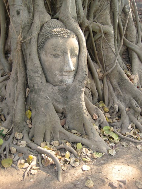 Free stock photo of ancient, asia, ayutthaya