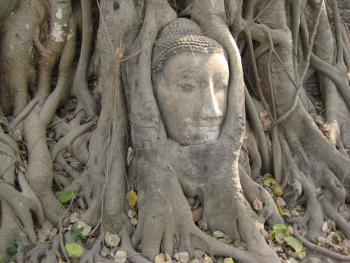 Foto stok gratis Asia, ayutthaya, Budha