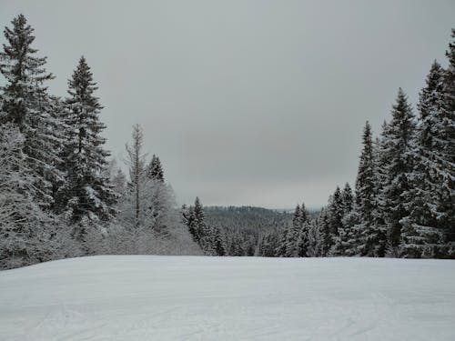 Gratis stockfoto met bomen, coniferen, dennen