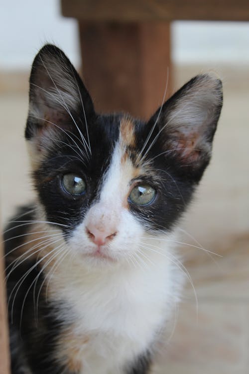 Free Close-Up Shot of a Kitten Stock Photo