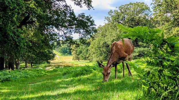 Deer Grazing on Summer Meadow near Forest