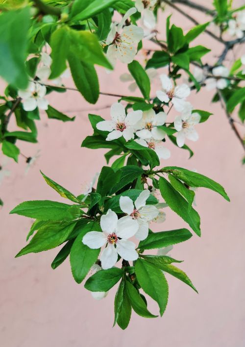 Free Close-up of delicate white cherry blossoms against a soft pink background. Stock Photo