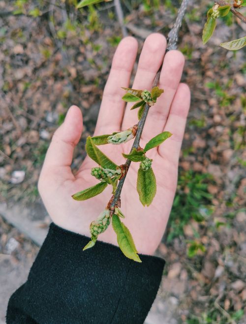 Free Close-up of a hand holding a budding branch outdoors in Arkhangelsk, Russia, during springtime. Stock Photo