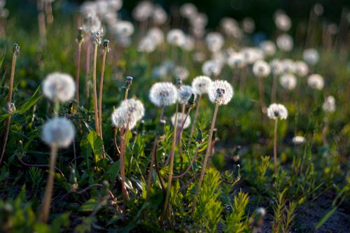 Free stock photo of 50mm, beautiful flower, beautiful flowers Stock Photo