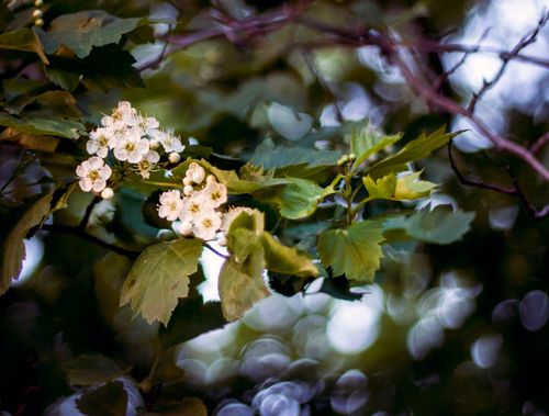Free stock photo of 50mm, apple blossom, apple tree Stock Photo