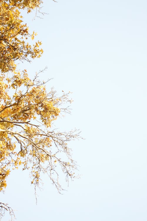 Free Tree Branches with Yellow Leaves Stock Photo