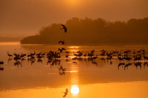 Darmowe zdjęcie z galerii z plaża, ptaki, stado