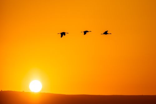 Free Silhouetted birds flying against a vibrant orange sunset, symbolizing freedom and nature's beauty. Stock Photo