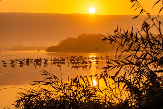 Captivating sunrise with birds silhouetted on a tranquil lake, surrounded by natural beauty.
