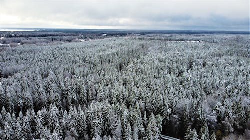 Aerial Photography of Pine Trees Covered by Snow during Winter
