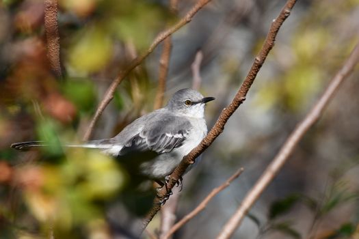 A White and Gray Bird Perched on Tree Branch