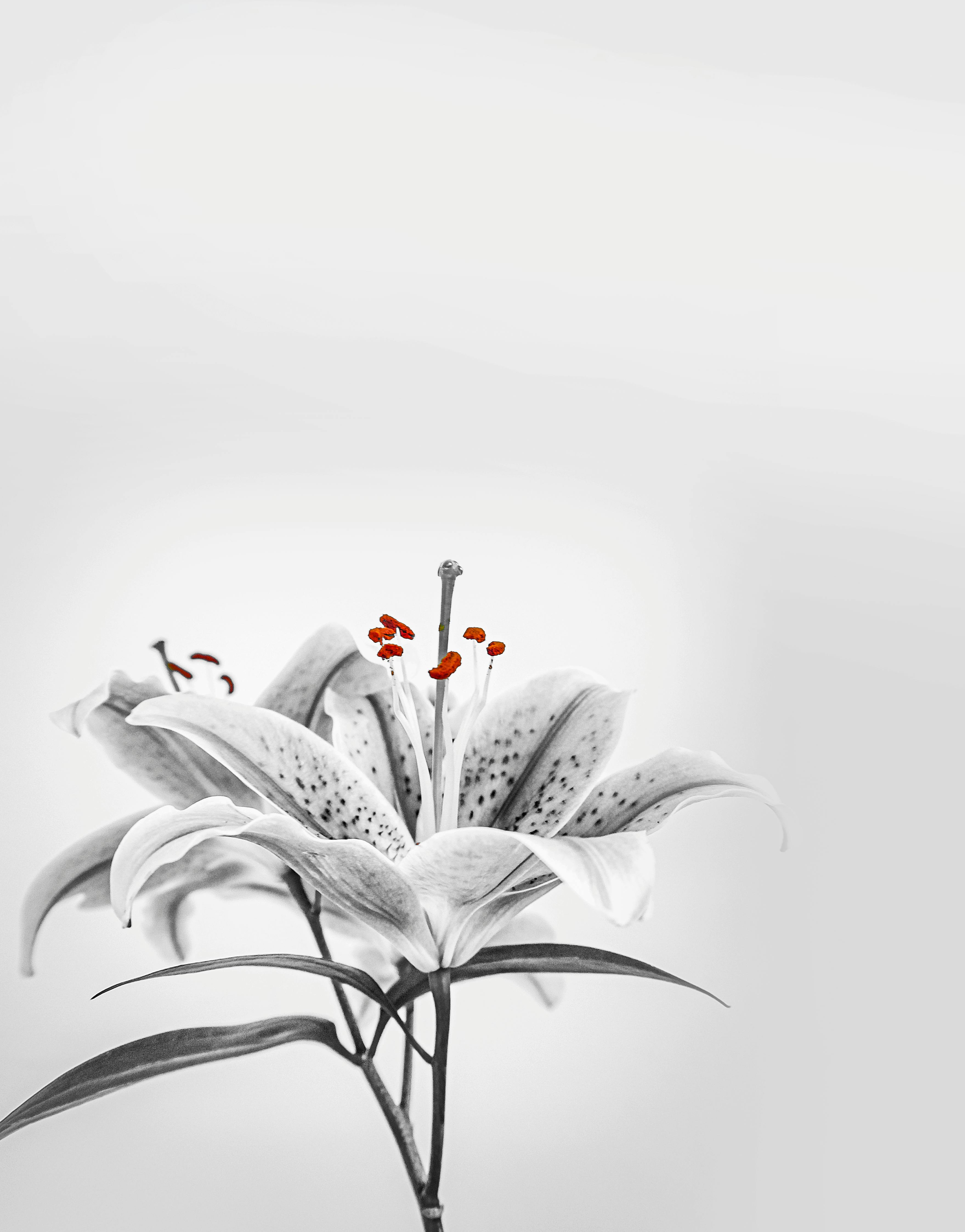 A single elegant white lily in black and white with red accents, exuding purity and calm.