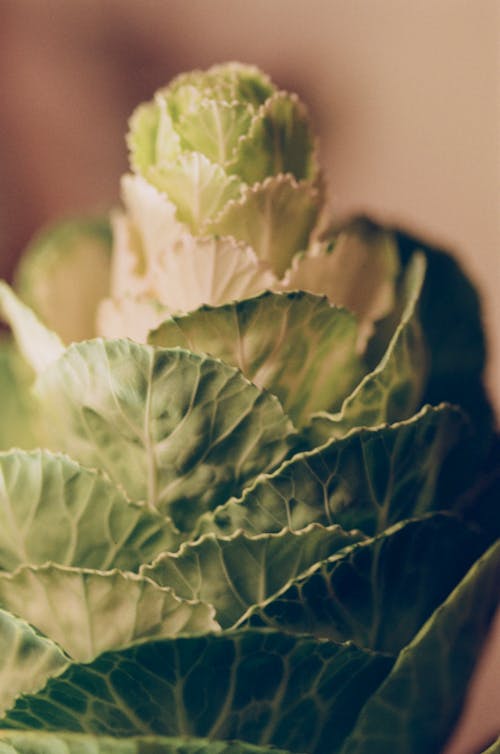 Free Close-up Shot of a Leafy Vegetable Stock Photo