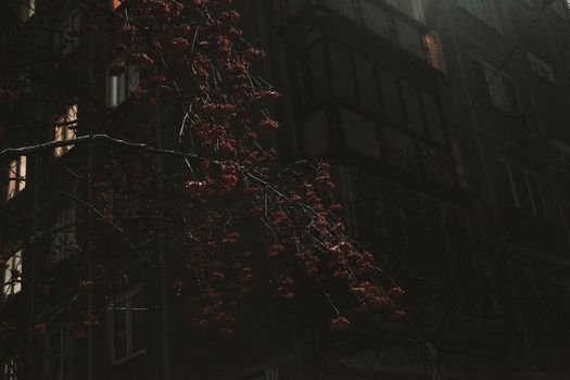 A moody nighttime urban scene featuring berry branches against a dark building exterior.