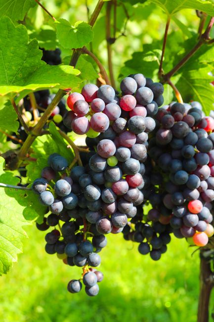 Close-up of ripe grapes hanging on the vine in a sunny vineyard, symbolizing viticulture and harvest.