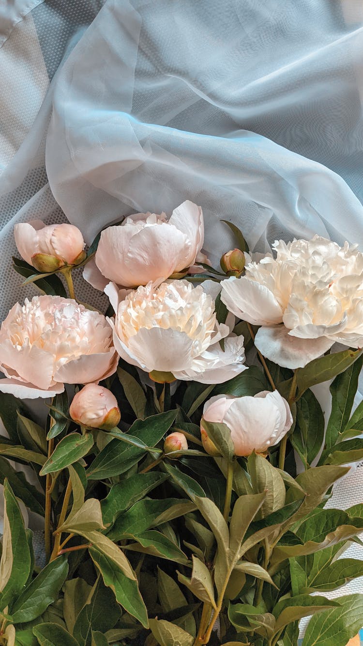 Beautiful Peonies Near Gray Textile