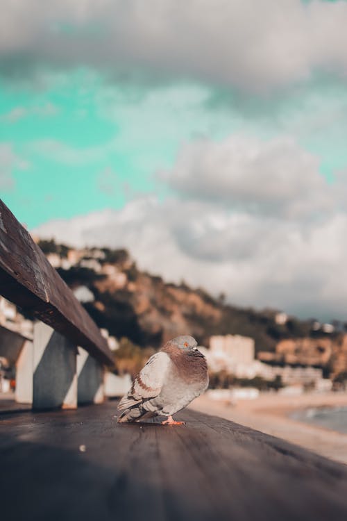 açık hava, dikey atış, güvercin içeren Ücretsiz stok fotoğraf