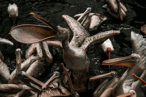 Pelicans on Body of Water