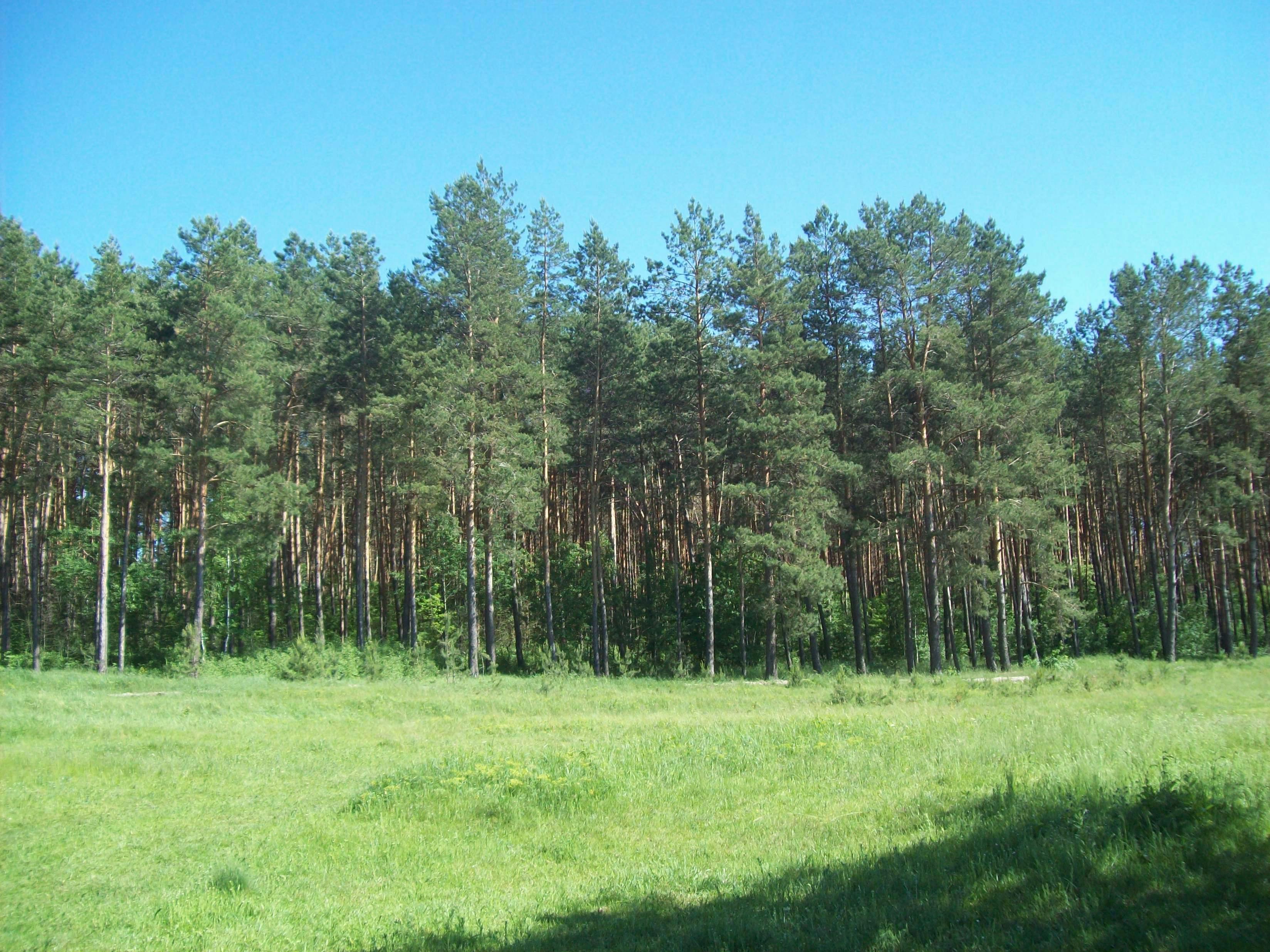 Delicious Turkish street food like simit and kebabs