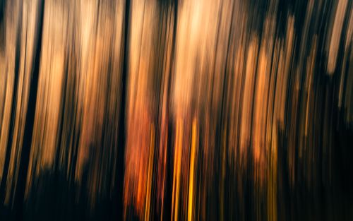 Free Blurred light streaks creating a forest fire illusion, rich in warm tones. Stock Photo