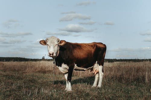 Безкоштовне стокове фото на тему «корова, луг, м’ясна худоба» стокове фото