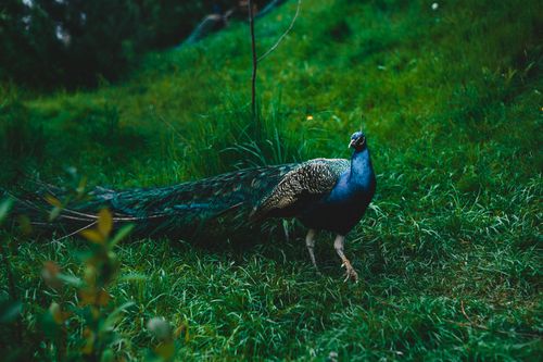 Free A majestic peafowl displaying vibrant plumage against a lush green backdrop in natural habitat. Stock Photo