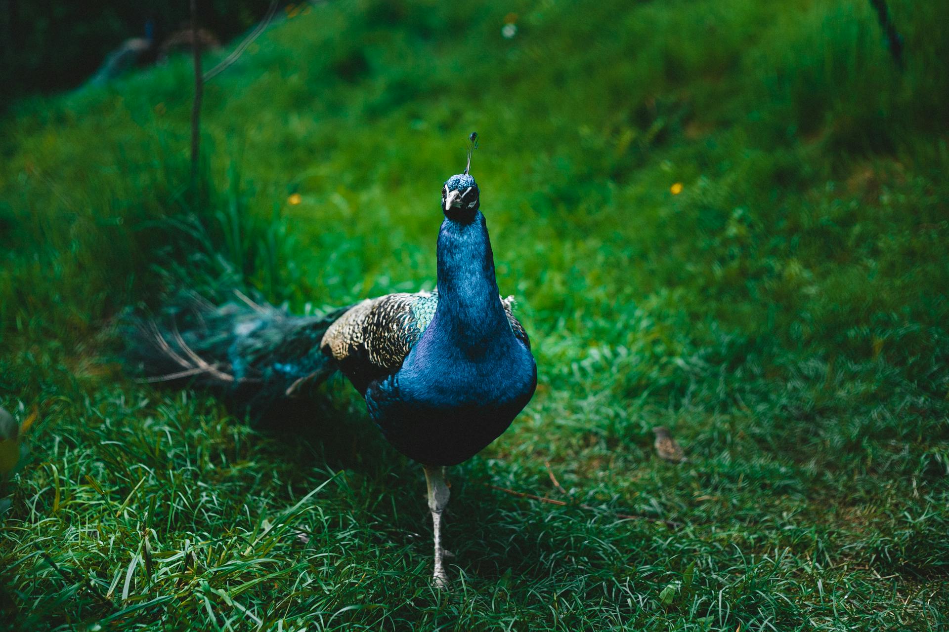 A stunning blue peacock struts through a green meadow, showcasing its vibrant plumage.