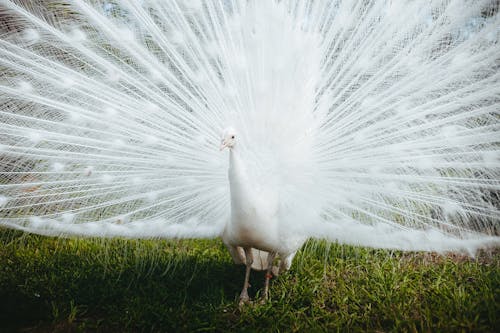 Foto d'estoc gratuïta de animal, au, aviari