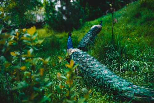 Free Peacock on Green Grass Stock Photo