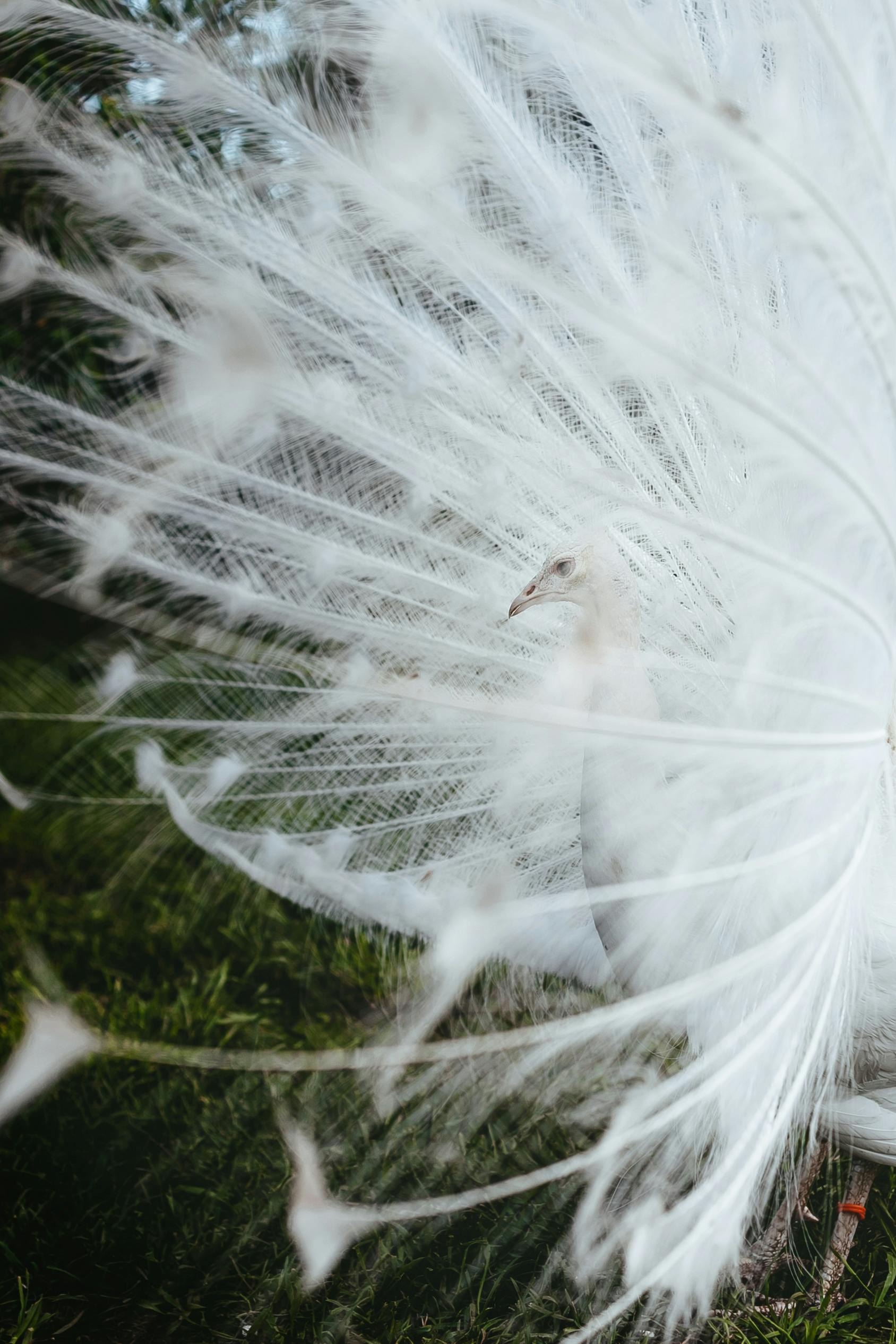 Gourmet Marshmallows