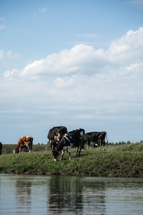 Foto d'estoc gratuïta de animals, bestiar, herba