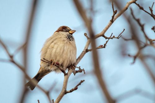 Free Close-up of a sparrow perched on a tree branch with a clear blue sky background. Stock Photo