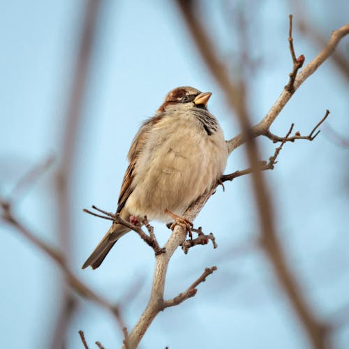 Free Brown Bird on a Tree Branch Stock Photo